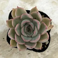 6多肉植物✨抜き苗☘️シムランスラグナサンチェス×チワワエンシス　ジェコラ交配実生 徒長したシムランスラグナサンチェスを蘇らせたい。経過の観察記録 その他多肉植物