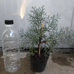 コニファー　ブルーアイス苗a