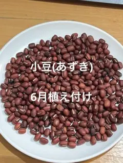 aki様 リクエスト 2点 まとめ商品