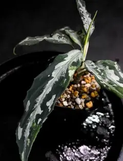 ◆RGL◆ 現物 現地便です アチェ産 ワイルド アグラオネマ ピクタム ◇RGL◇ 斑入り アチェ産 現地便です ワイルド アグラオネマ