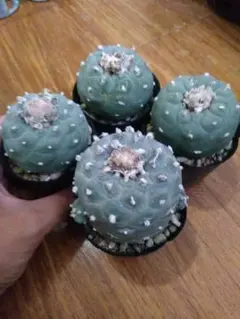 R*s様 多肉植物 銀冠玉 ロフォフォラ 特大株 - メルカリ