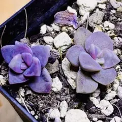 2026年最新】パープルディライトの人気アイテム - メルカリ