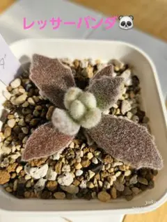 ぱるぴな様 リクエスト 4点 +プリンうさぎ　まとめ商品