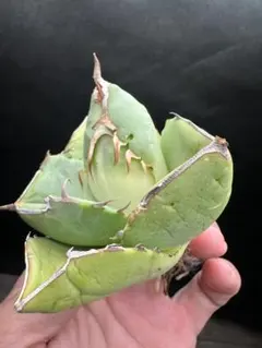 ジャガーノート 純血　破壊神　処分セール品_12