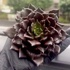 2025年最新】ブラックマディバの人気アイテム - メルカリ