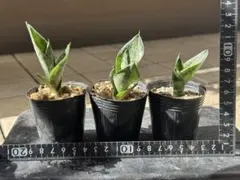 ムック様 リクエスト 2点 まとめ商品