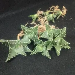 多肉植物 フォーカリア交配種 抜き苗 観葉植物のサムネイル