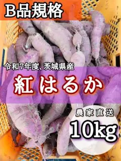 紅はるか さつまいも B品 10kg 茨城県産