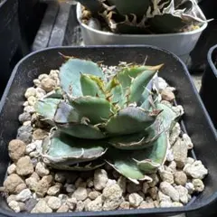 2026年最新】アガベ チタノタ フィリグリーの人気アイテム - メルカリ