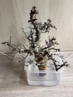 2025年最新】コミフォラの人気アイテム - メルカリ