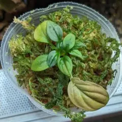 夏セール レア ホヤ Hoya aeschynanthoides サクララン - メルカリ