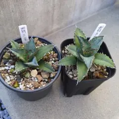 2025年最新】アガベ 覇王竜の人気アイテム - メルカリ