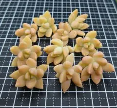 ぶんコロ様 リクエスト 2点 まとめ商品