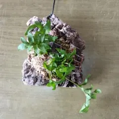 ら*む様 【日本着生ラン原種】 モミラン コルク着け 徳島県産 - メルカリ