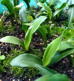 songyuanmayumi964様 リクエスト 2点 まとめ商品