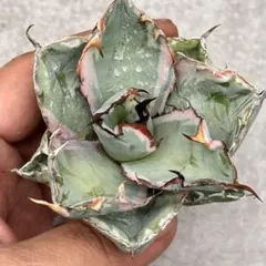 2026年最新】アガベ ブラック&ブルー 錦の人気アイテム - メルカリ