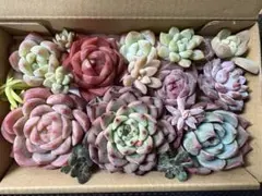 多肉植物　エケベリア　寄せ植えセット　多肉弁当