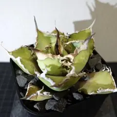 2026年最新】ライムグリーン アガベの人気アイテム - メルカリ