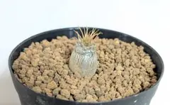 2026年最新】パキポディウム・グラキリスの人気アイテム - メルカリ