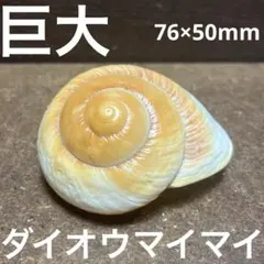 2026年最新】マイマイ 標本の人気アイテム - メルカリ