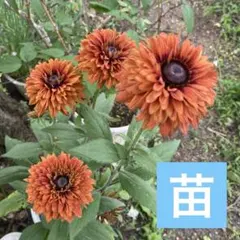 [99] 루드베키아 히르타 사하라