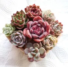 ①♥️ジューシーテラス♥️他９苗セット　韓国苗エケベリア