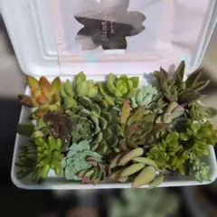 多肉植物☆カット苗☆詰め合わせセット【ゆうパケットポストmini 発送