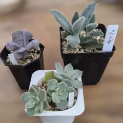 ミックスベリア 青札 おらいさん苗 カット苗セット 多肉植物 - メルカリ