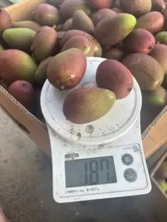 宮崎県産摘果マンゴー グリーンマンゴー10kg - メルカリ
