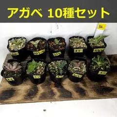 2026年最新】アガベ 子株 セットの人気アイテム - メルカリ