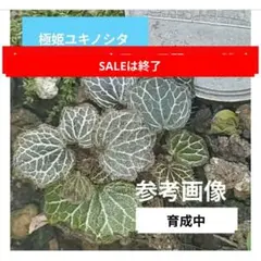 山野草・極姫ユキノシタ⑰ 豆鉢/盆栽/苔テラリウム/パルダリウムに