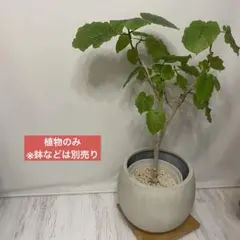 匿名配送 セット コーヒーの木 フィロデンドロンバーキン 鉢付き