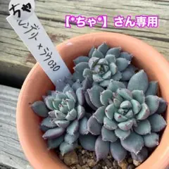 【*ちゃ*】さん専用