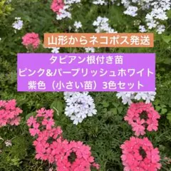 2026年最新】苗の人気アイテム - メルカリ