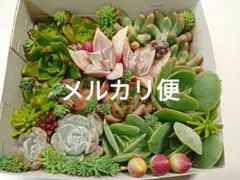 No.1紅葉すると可愛い♡寄せ植えセット　多肉植物エケベリアセダム