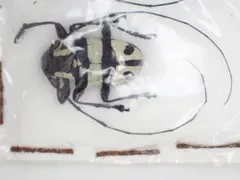 へなちょこカミキリロード : 初心者のためのカミキリムシ入門 稀少本