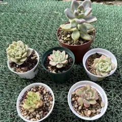 nskd0770様 リクエスト 4点 まとめ商品