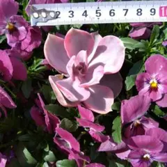 緑の秘密基地　海様 リクエスト 3点 まとめ商品