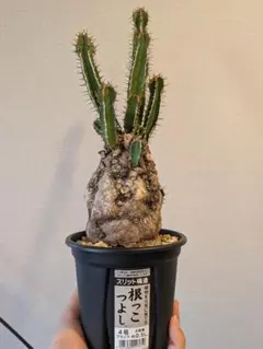 ムランジーナ　発根済