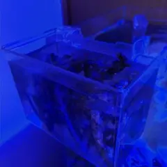 天然ライブロック　カラーリーフのサムネイル