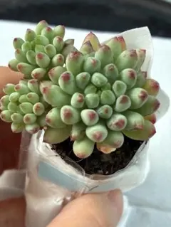 花火群生抜き苗　多肉植物　人気セダム　韓国苗