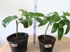 ★Yu★様 リクエスト 2点 まとめ商品