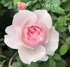 ミルラとフルーツの強香　H2　イングリッシュローズ　バラ　ヘリテ　DAのサムネイル