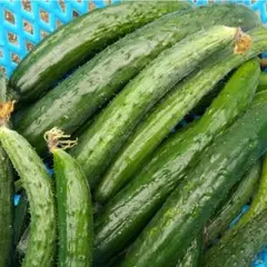 じぃじの新鮮野菜　朝採れきゅうりのサムネイル