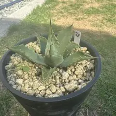 2025年最新】ポトシエンシスの人気アイテム - メルカリ