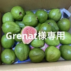 2025年最新】グァバ 苗の人気アイテム - メルカリ