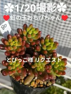 とびっこ様 リクエスト 3点 まとめ商品