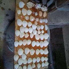 天然白貝殻セット