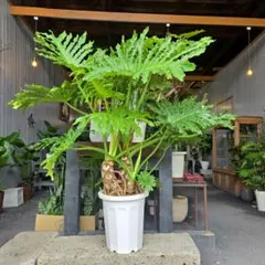 【直接引き取り限定】大型 フィロデンドロン セローム 根上がり 観葉植物 直接引き取り限定】大型 フィロデンドロン セローム 根上がり 観葉植物