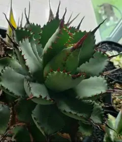 【親株出品】極強刺陽炎曲刺　ハ荒雷神　発根済みコレクション株 親株出品】極強刺陽炎曲刺 ハ荒雷神 発根済みコレクション株